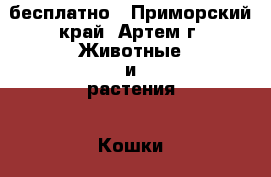 бесплатно - Приморский край, Артем г. Животные и растения » Кошки   